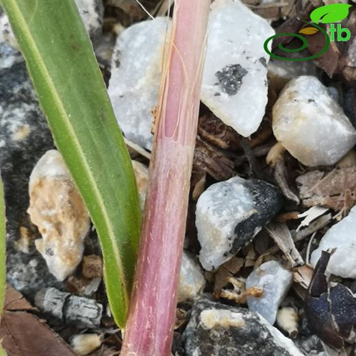 Polygonaceae-Madımakgiller