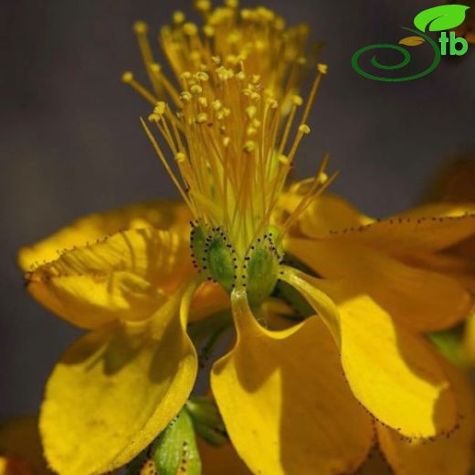 Hypericum spectabile