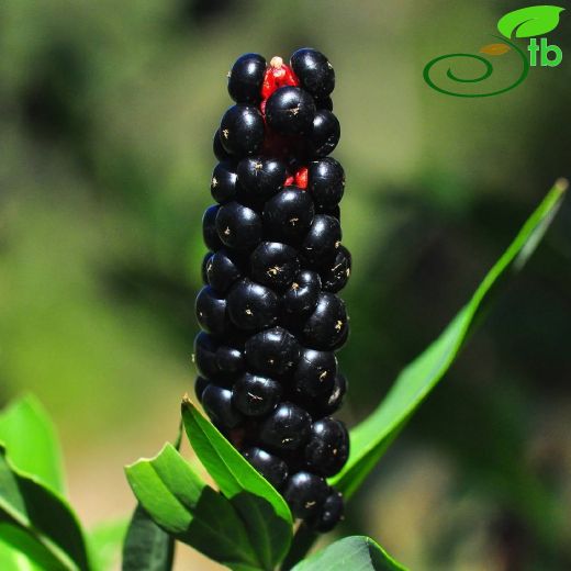 Phytolaccaceae-Şekerciboyasıgiller