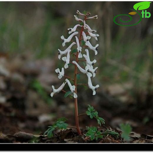 Corydalis haussknechtii