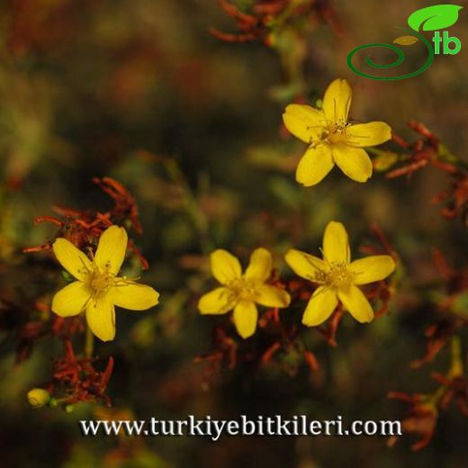 Hypericum triquetrifolium