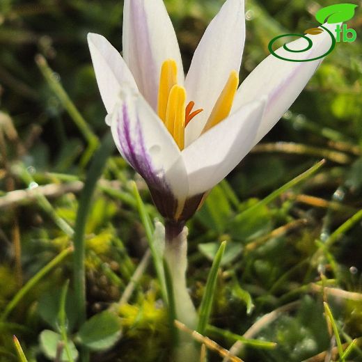 Crocus adamioides