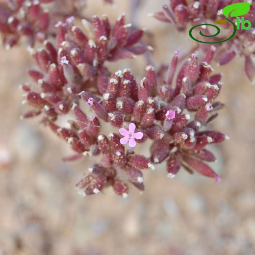 Saponaria prostrata