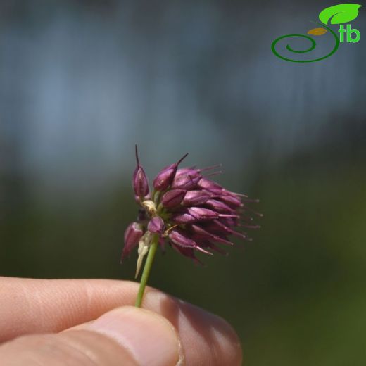 Allium stylosum