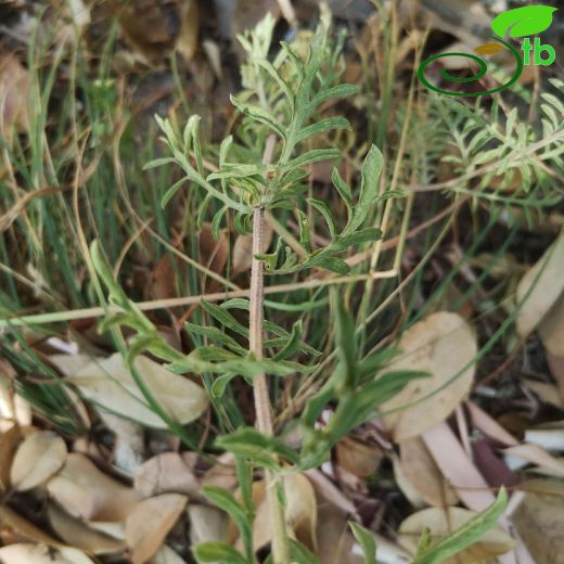 Asteraceae-Papatyagiller