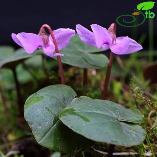 Cyclamen parviflorum