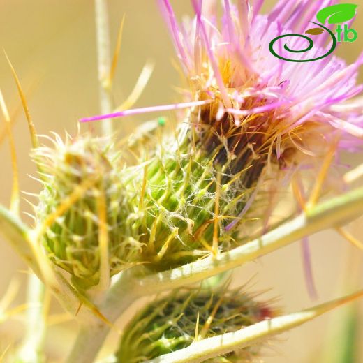 Asteraceae-Papatyagiller