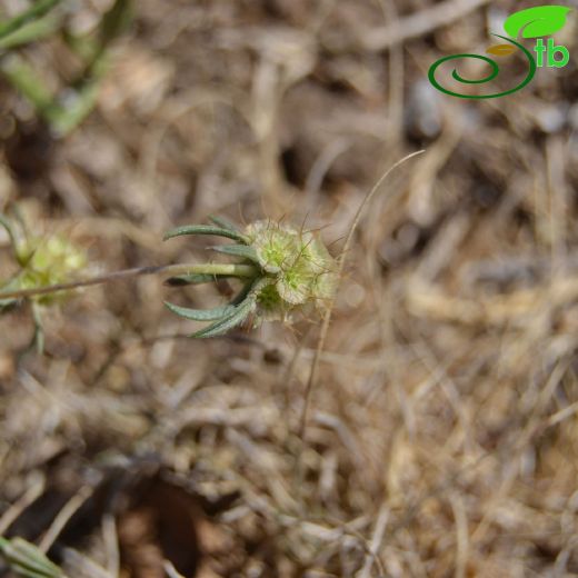 Lomelosia argentea