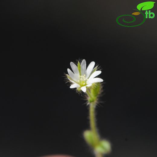 Cerastium dubium