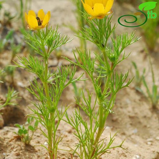 Adonis dentata