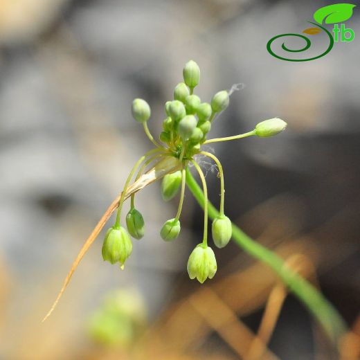 Allium ahmet-tirasii