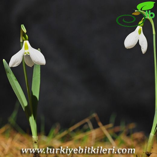 Galanthus elwesii