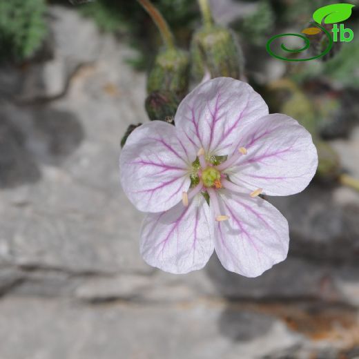 Geraniaceae-Turnagagasıgiller
