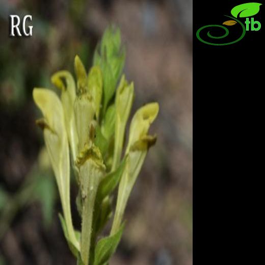 subsp. santolinoides