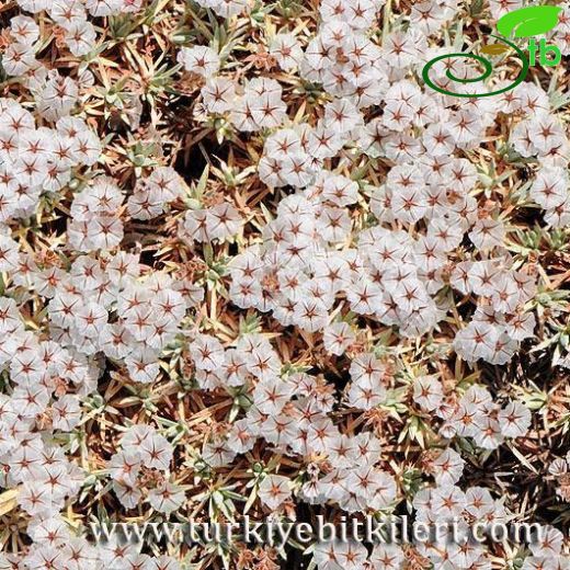 Acantholimon libanoticum