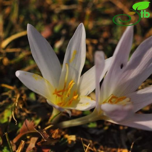 Colchicum inundatum