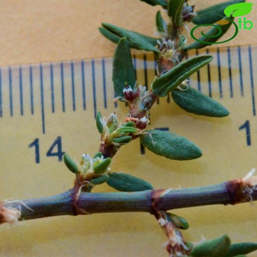 Polygonum arenastrum