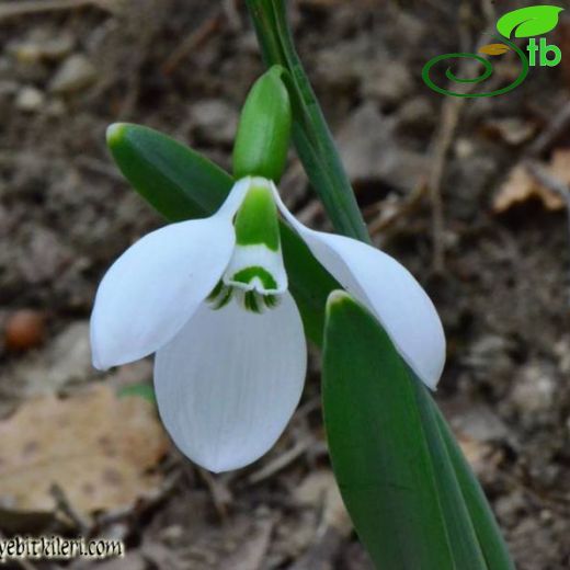 Galanthus gracilis