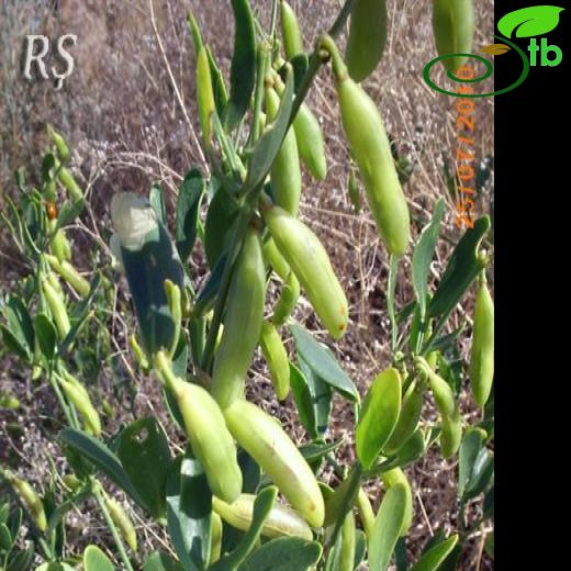 Zygophyllum fabago