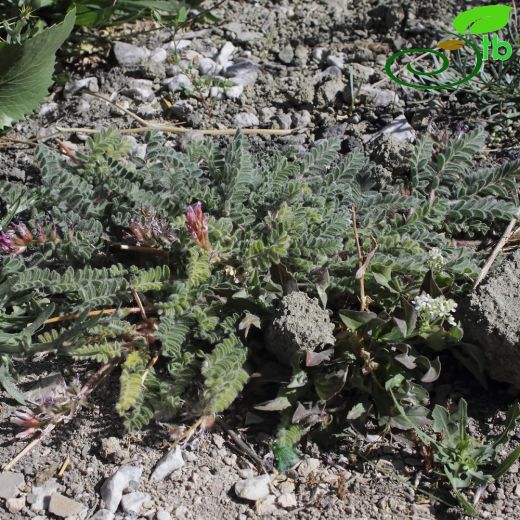 Astragalus alyssoides