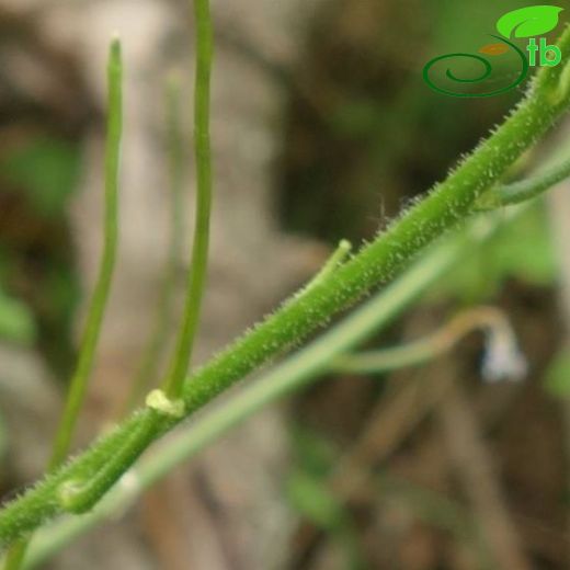 Hesperis matronalis