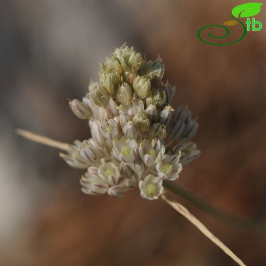 Allium pallens