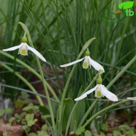 Galanthus cilicicus