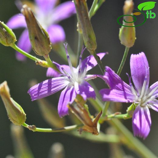 Lactuca fenzlii