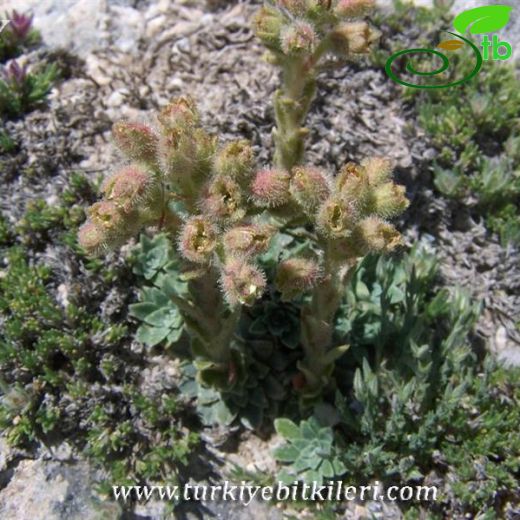 Saxifraga luteoviridis