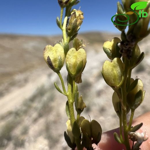 Plantaginaceae-Sinirotugiller