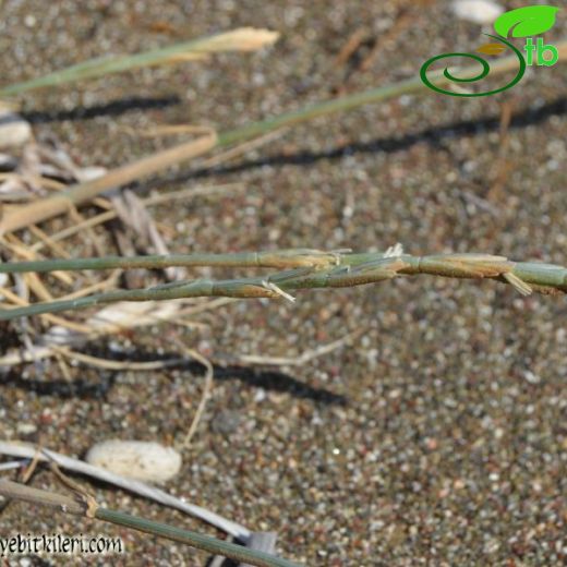 Elymus farctus