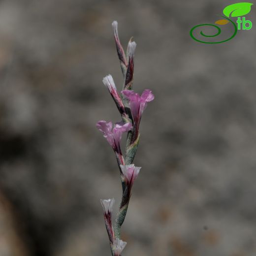 Acantholimon acerosum