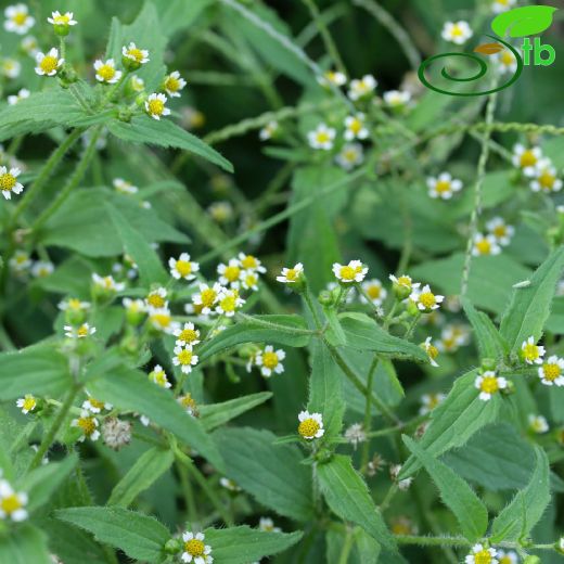 Asteraceae-Papatyagiller