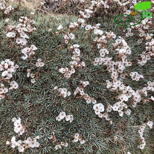 Acantholimon hohenackeri