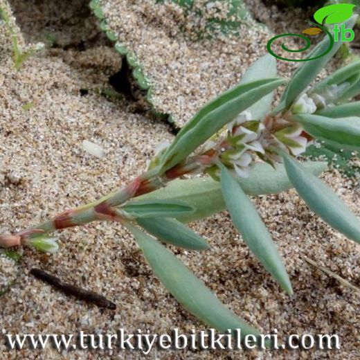 Polygonum maritimum