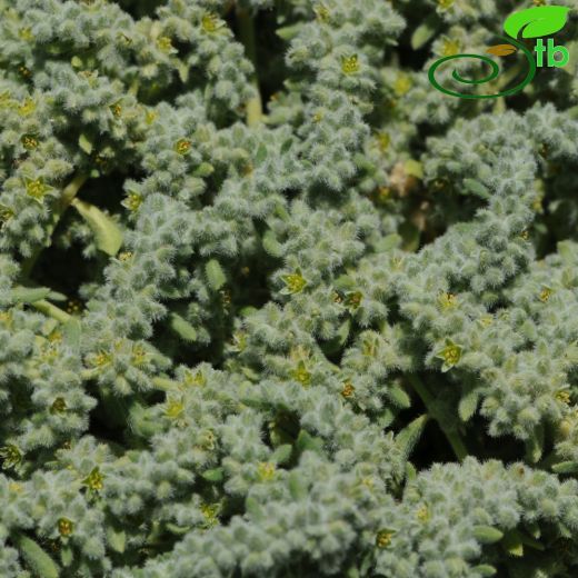 Herniaria incana