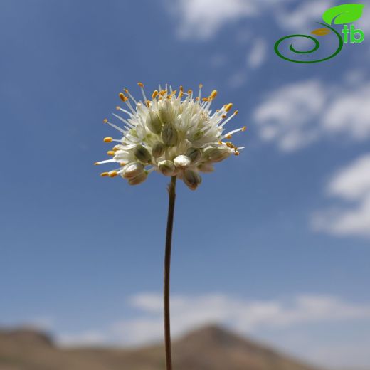 Allium capitellatum