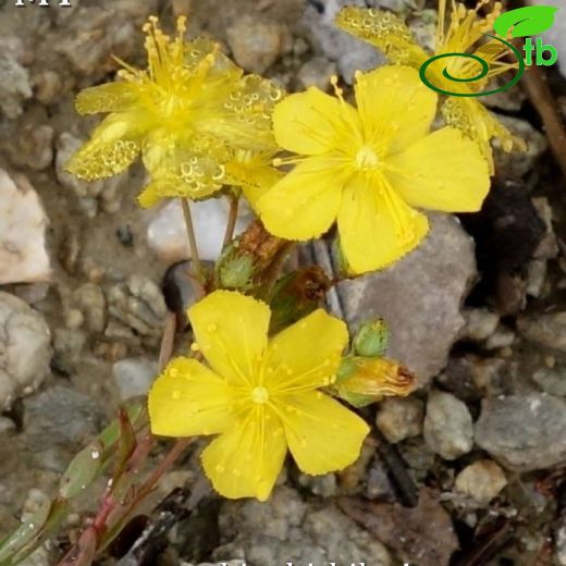 Hypericum thasium