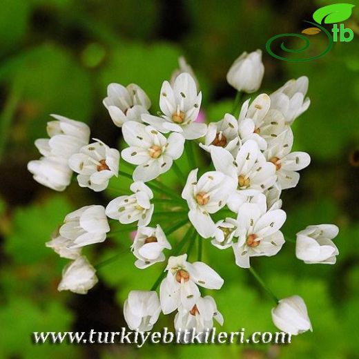 Allium neapolitanum