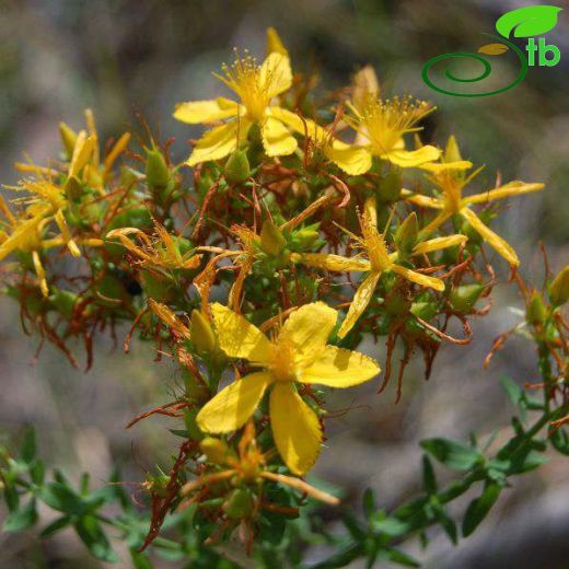 Hypericum perforatum