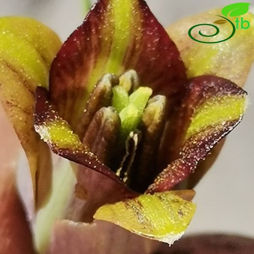 Fritillaria serapiae