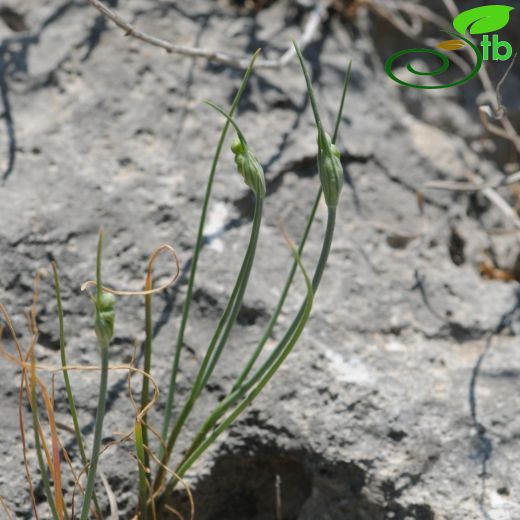 Allium flavum