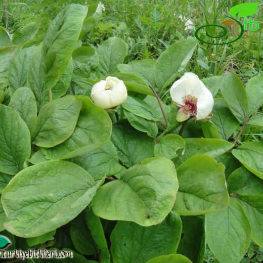 Paeonia daurica