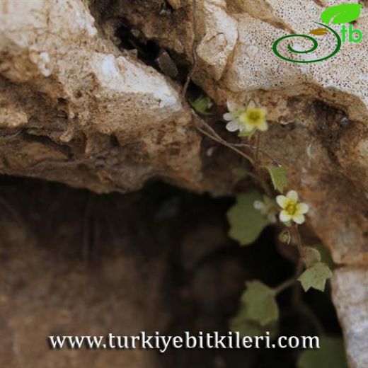 Saxifraga hederacea