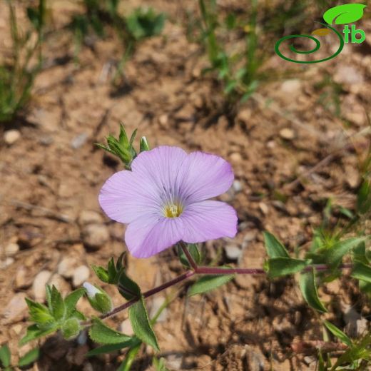 Linum hirsutum