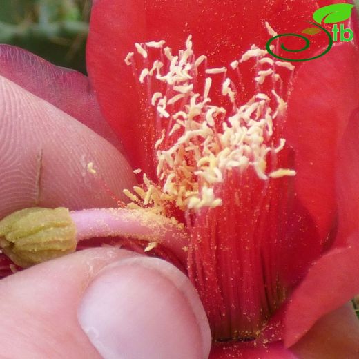 Opuntia elatior
