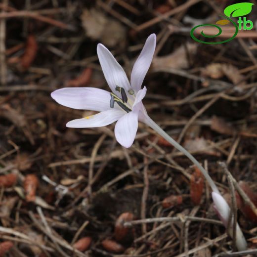 Colchicum varolii