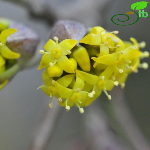 Cornaceae-Kızılcıkgiller