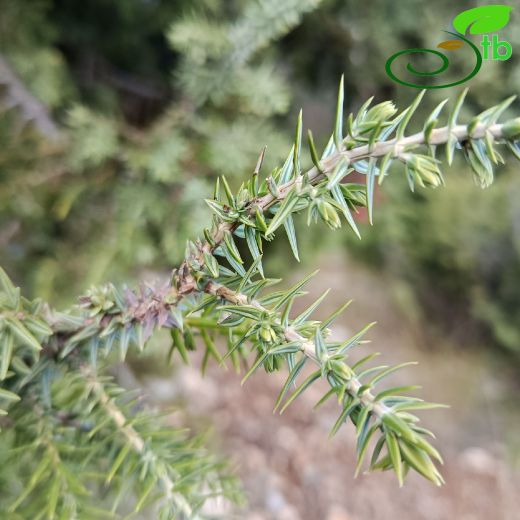 Juniperus-Ardıç