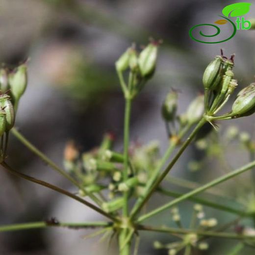 Aegokeras caespitosum
